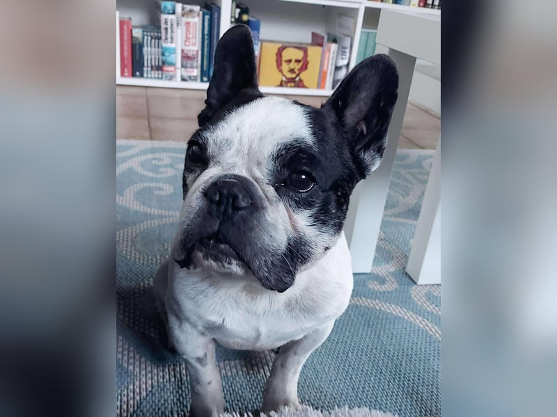 kleine süße französische Bulldogge Oli sucht ein Zuhause