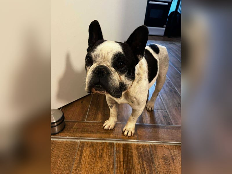 kleine süße französische Bulldogge Oli sucht ein Zuhause
