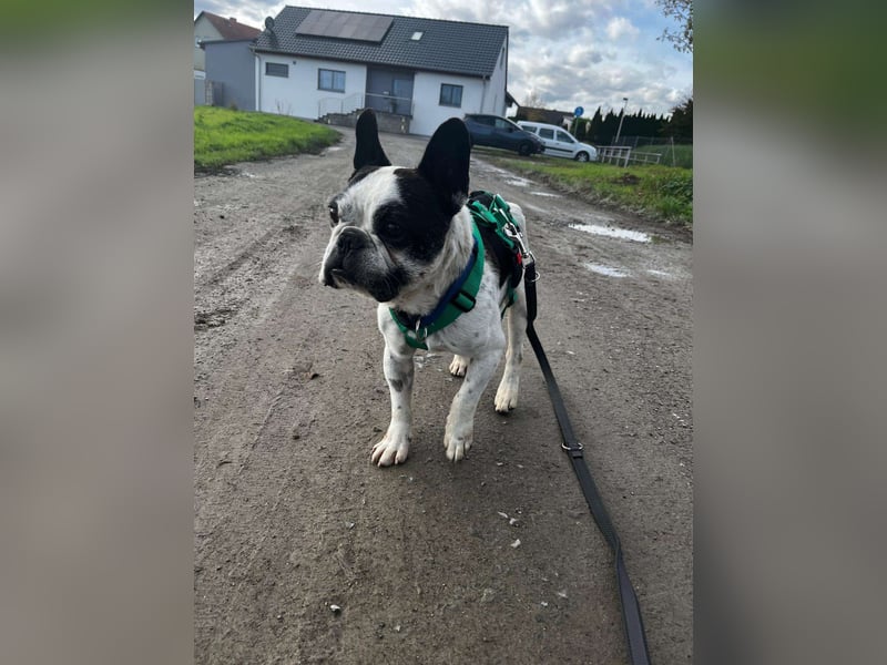 kleine süße französische Bulldogge Oli sucht ein Zuhause