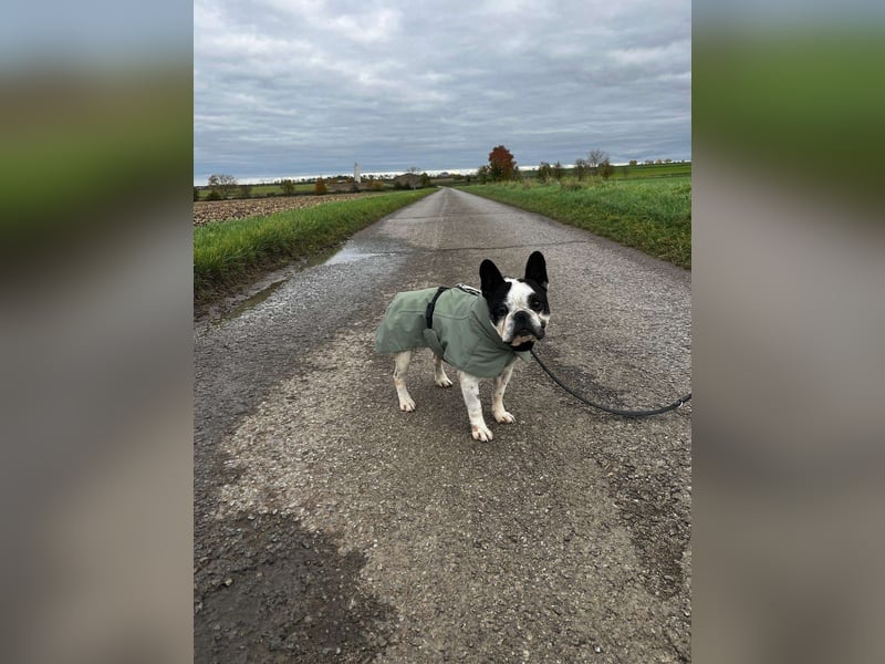 kleine süße französische Bulldogge Oli sucht ein Zuhause
