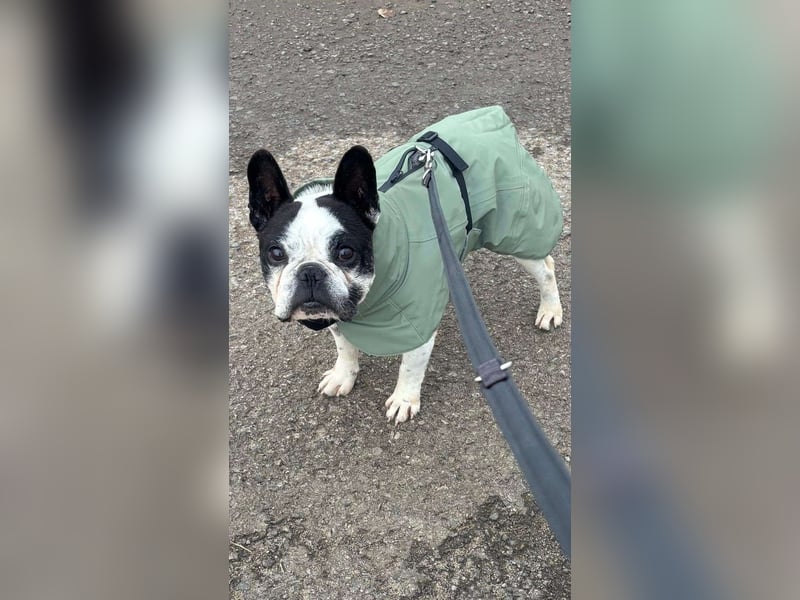 kleine süße französische Bulldogge Oli sucht ein Zuhause