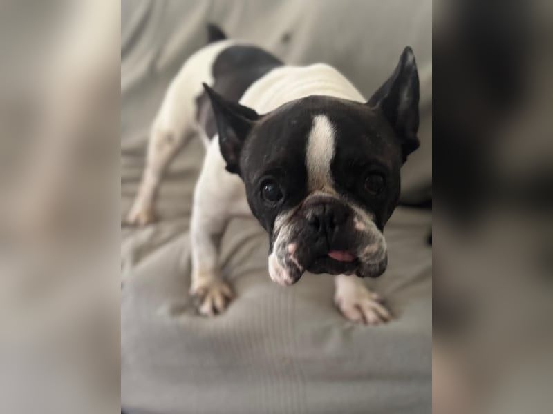 Maribel, sucht ein ruhiges Zuhause