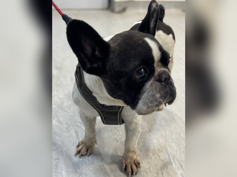 Maribel - wo sind die Frenchie Liebhaber?