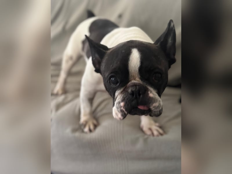 Maribel - wo sind die Frenchie Liebhaber?