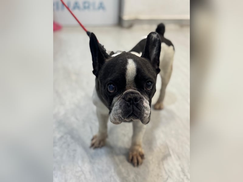 Maribel - wo sind die Frenchie Liebhaber?