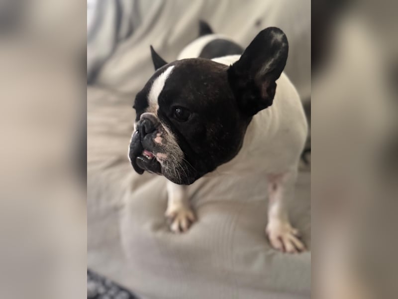 Maribel - wo sind die Frenchie Liebhaber?