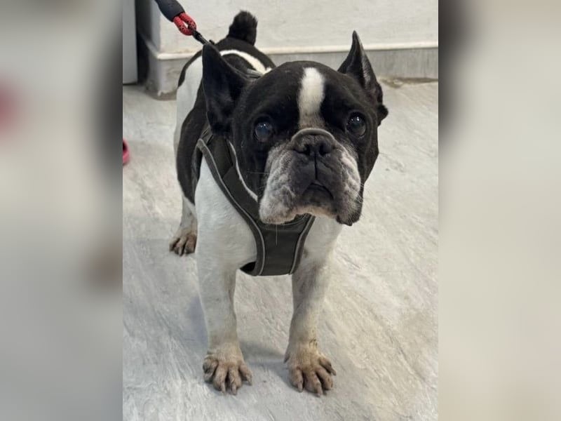 Maribel, sucht ein ruhiges Zuhause