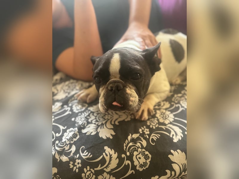 Maribel - wo sind die Frenchie Liebhaber?