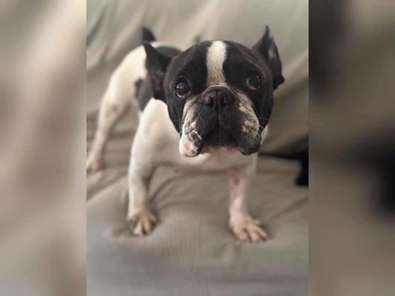 Maribel, sucht ein ruhiges Zuhause