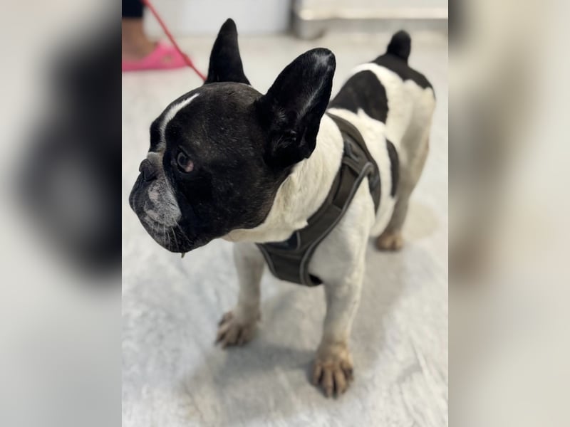 Maribel - wo sind die Frenchie Liebhaber?
