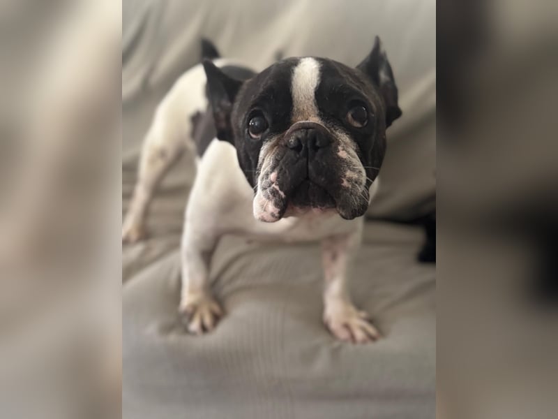 Maribel - wo sind die Frenchie Liebhaber?