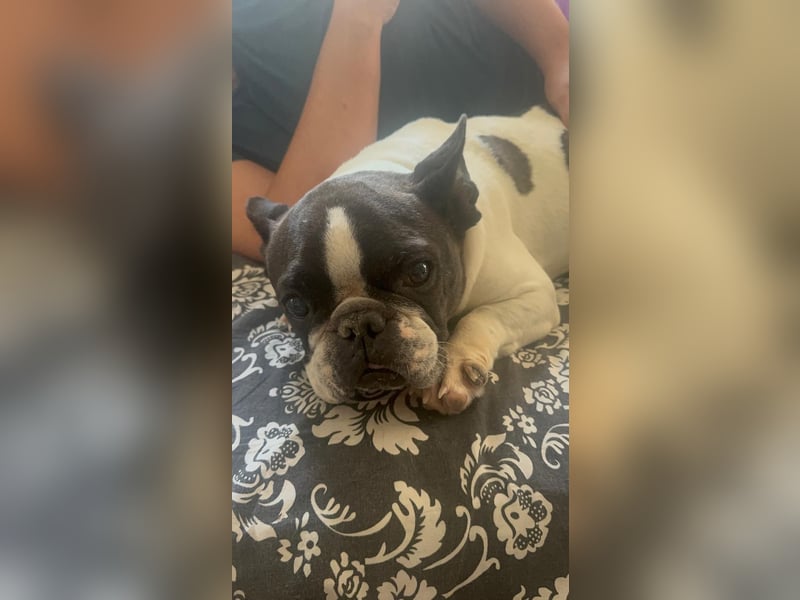 Maribel - wo sind die Frenchie Liebhaber?