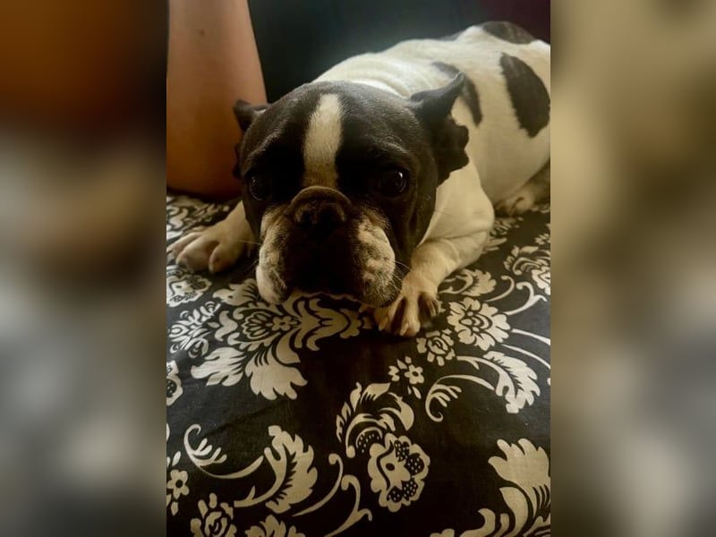 Maribel, sucht ein ruhiges Zuhause