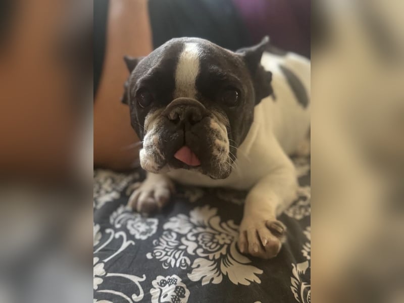 Maribel - wo sind die Frenchie Liebhaber?
