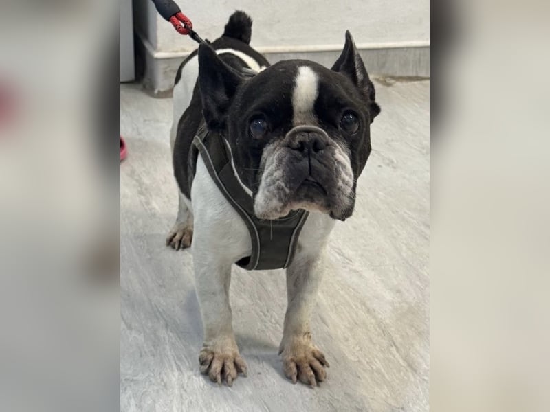 Maribel - wo sind die Frenchie Liebhaber?