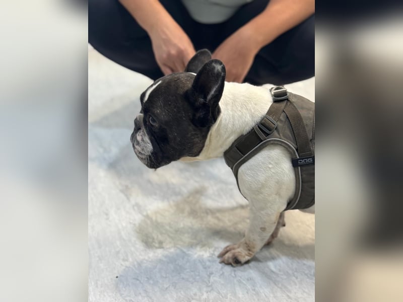 Maribel - wo sind die Frenchie Liebhaber?