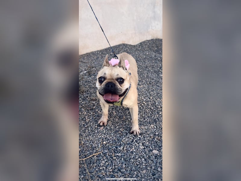 Bella & Romeo möchten nur gemeinsam vermittelt werden Bella & Romeo möchten nur gemeinsam vermittelt werden