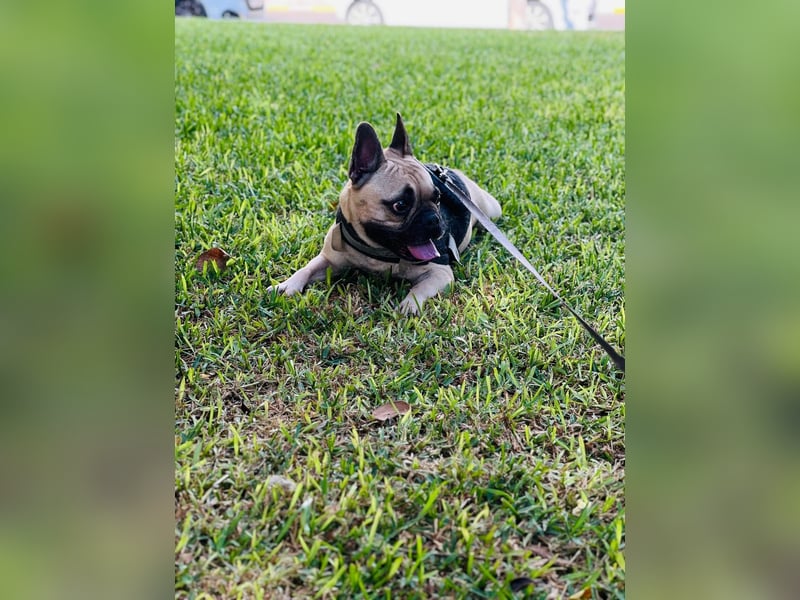 Bella & Romeo möchten nur gemeinsam vermittelt werden Bella & Romeo möchten nur gemeinsam vermittelt werden