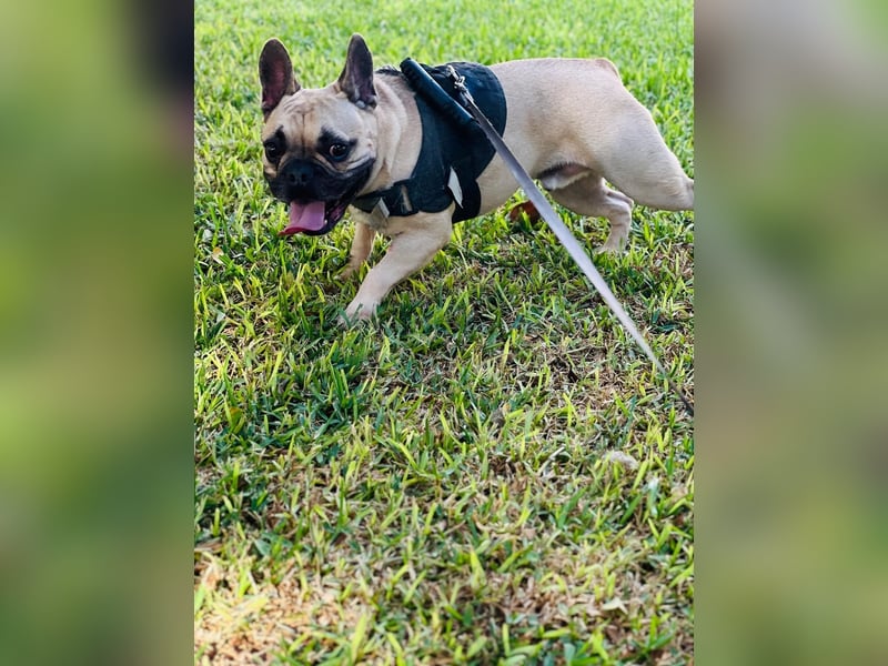 Bella & Romeo möchten nur gemeinsam vermittelt werden Bella & Romeo möchten nur gemeinsam vermittelt werden