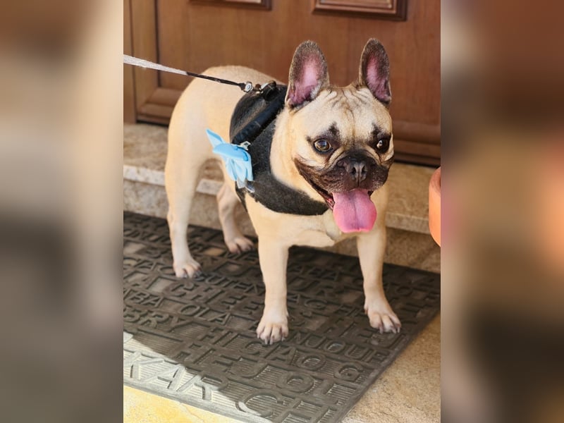 Bella & Romeo möchten nur gemeinsam vermittelt werden Bella & Romeo möchten nur gemeinsam vermittelt werden