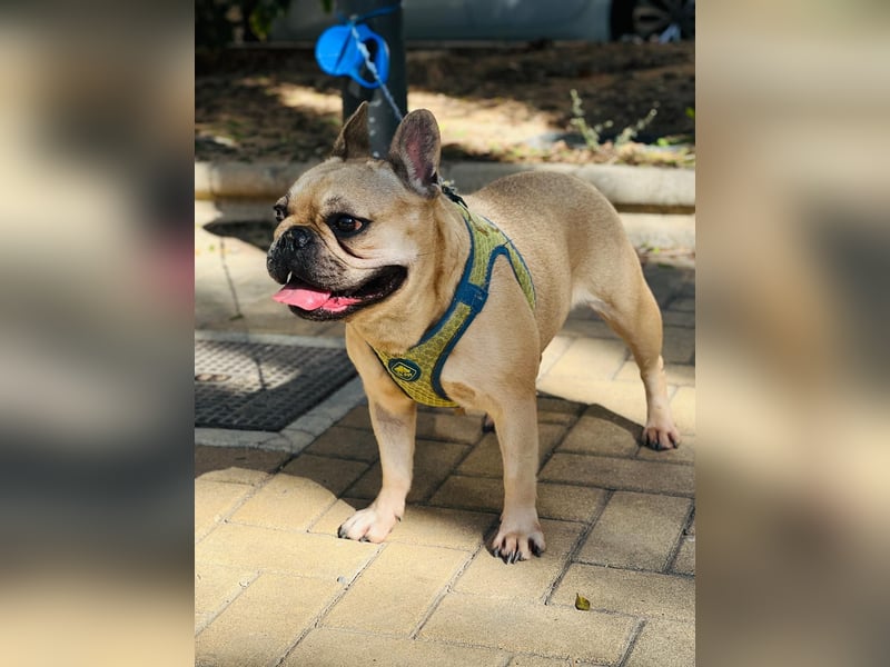 Bella & Romeo möchten nur gemeinsam vermittelt werden Bella & Romeo möchten nur gemeinsam vermittelt werden