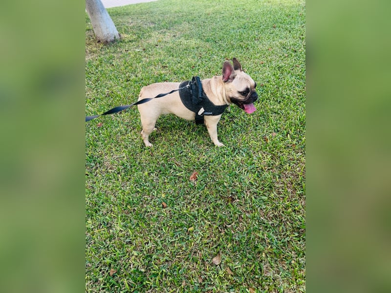 Bella & Romeo möchten nur gemeinsam vermittelt werden Bella & Romeo möchten nur gemeinsam vermittelt werden