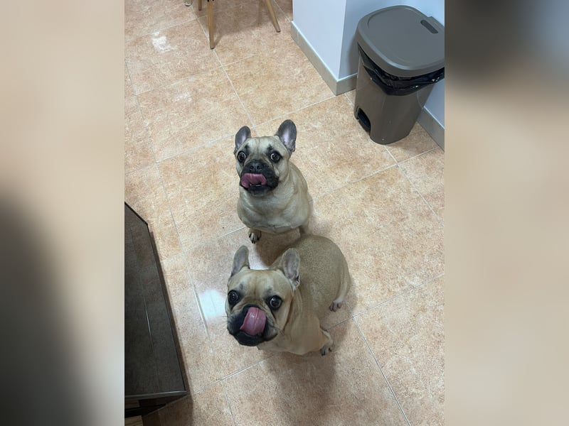 Bella & Romeo möchten nur gemeinsam vermittelt werden Bella & Romeo möchten nur gemeinsam vermittelt werden