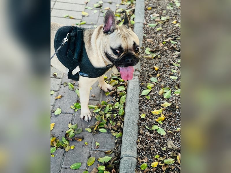 Bella & Romeo möchten nur gemeinsam vermittelt werden Bella & Romeo möchten nur gemeinsam vermittelt werden