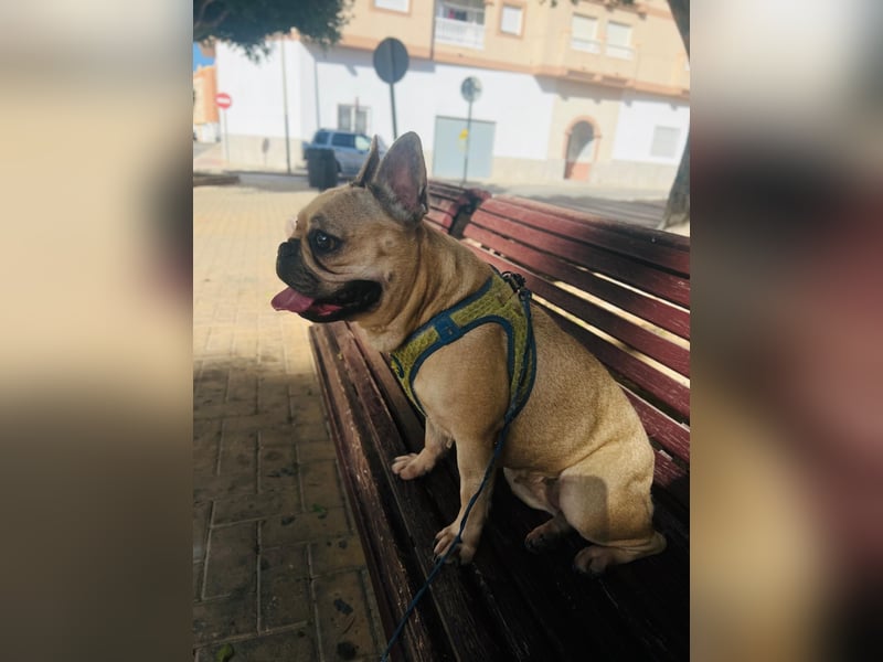 Bella & Romeo möchten nur gemeinsam vermittelt werden Bella & Romeo möchten nur gemeinsam vermittelt werden