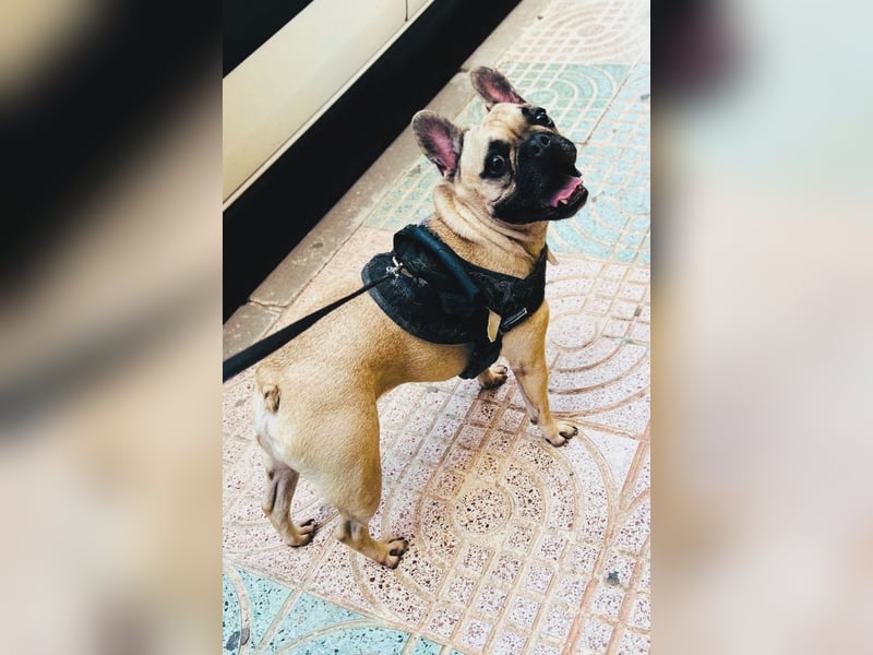 Bella & Romeo möchten nur gemeinsam vermittelt werden Bella & Romeo möchten nur gemeinsam vermittelt werden