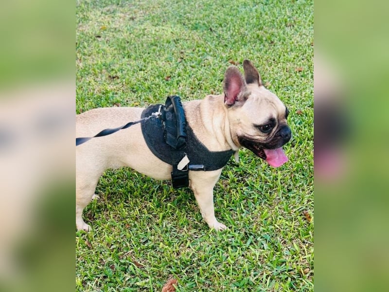 Bella & Romeo möchten nur gemeinsam vermittelt werden Bella & Romeo möchten nur gemeinsam vermittelt werden