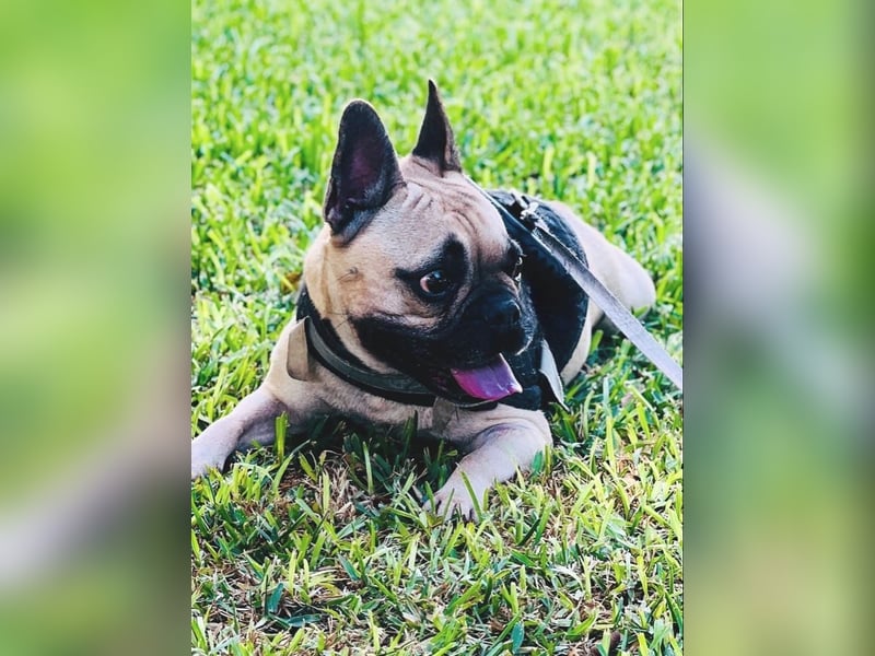 Bella & Romeo möchten nur gemeinsam vermittelt werden Bella & Romeo möchten nur gemeinsam vermittelt werden