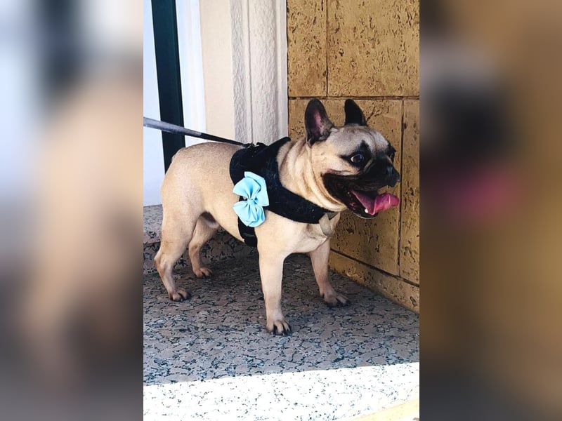 Bella & Romeo möchten nur gemeinsam vermittelt werden Bella & Romeo möchten nur gemeinsam vermittelt werden