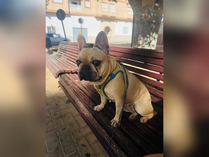 Bella & Romeo möchten nur gemeinsam vermittelt werden Bella & Romeo möchten nur gemeinsam vermittelt werden