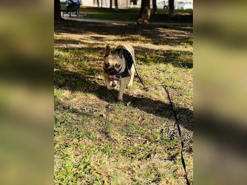 Bella & Romeo möchten nur gemeinsam vermittelt werden Bella & Romeo möchten nur gemeinsam vermittelt werden