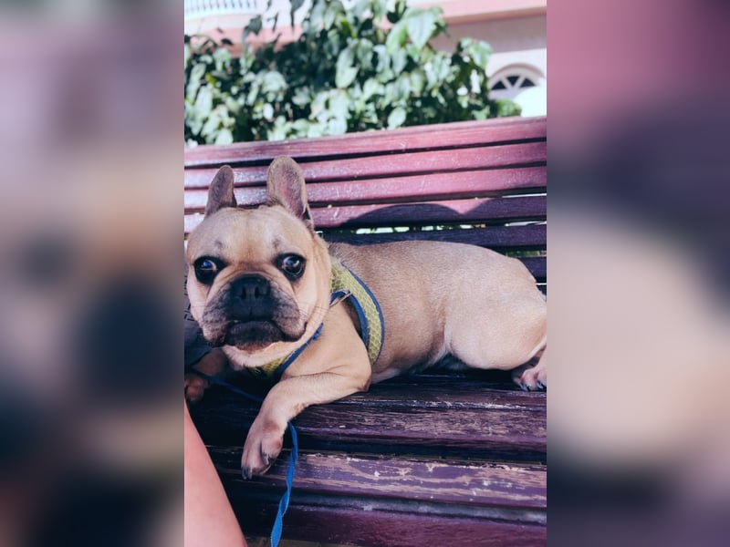 Bella & Romeo möchten nur gemeinsam vermittelt werden Bella & Romeo möchten nur gemeinsam vermittelt werden