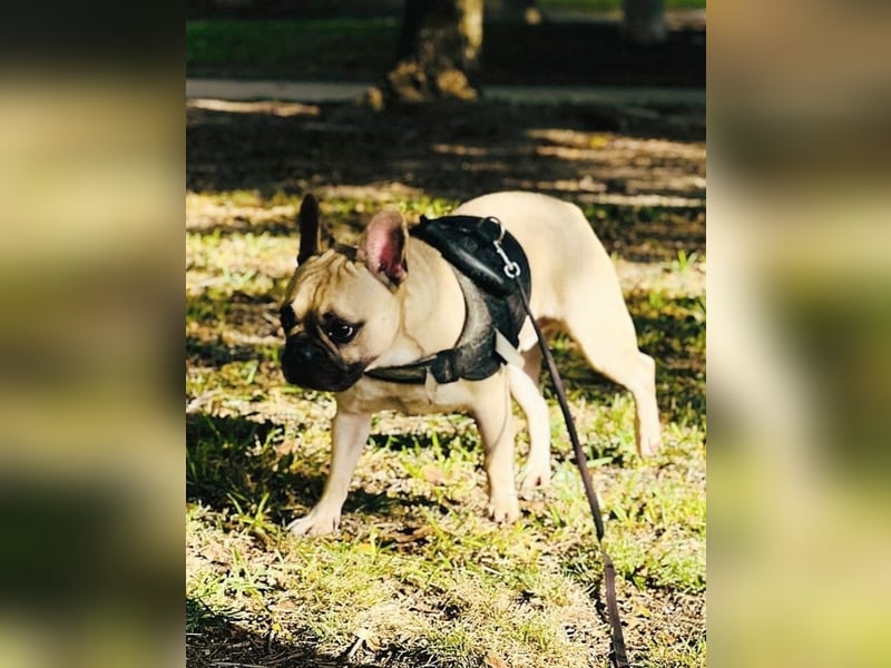 Bella & Romeo möchten nur gemeinsam vermittelt werden Bella & Romeo möchten nur gemeinsam vermittelt werden