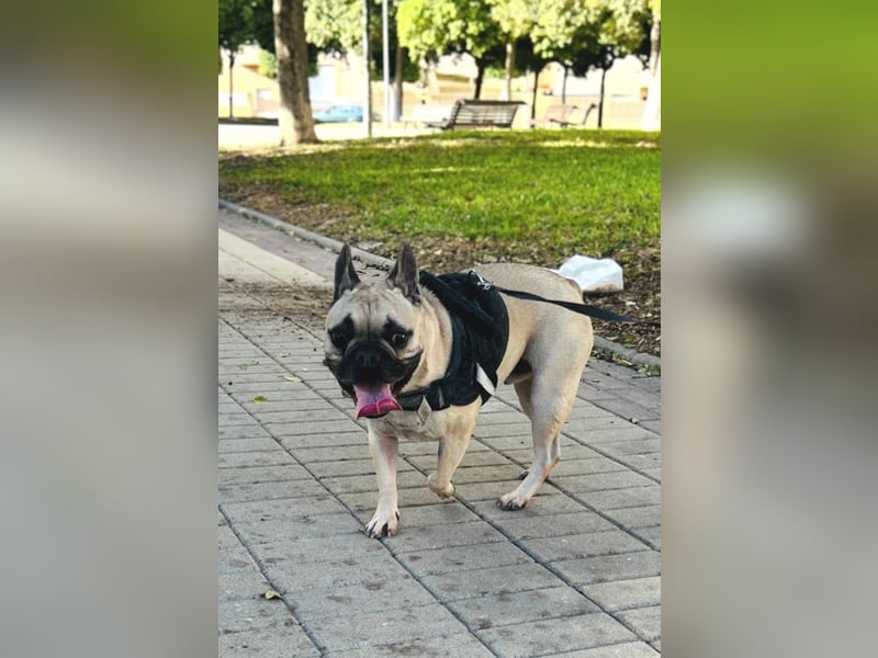 Bella & Romeo möchten nur gemeinsam vermittelt werden Bella & Romeo möchten nur gemeinsam vermittelt werden