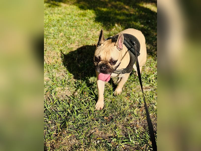 Bella & Romeo möchten nur gemeinsam vermittelt werden Bella & Romeo möchten nur gemeinsam vermittelt werden