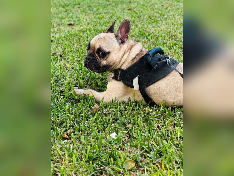 Bella & Romeo möchten nur gemeinsam vermittelt werden Bella & Romeo möchten nur gemeinsam vermittelt werden