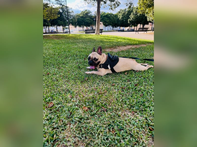 Bella & Romeo möchten nur gemeinsam vermittelt werden Bella & Romeo möchten nur gemeinsam vermittelt werden