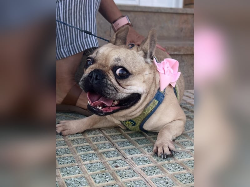 Bella & Romeo möchten nur gemeinsam vermittelt werden Bella & Romeo möchten nur gemeinsam vermittelt werden