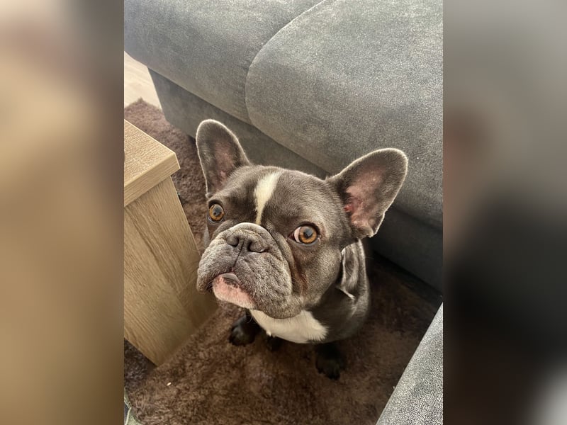 Französische Bulldogge Französische Bulldogge