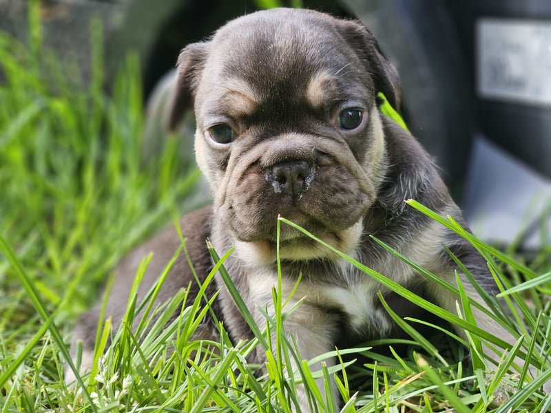 Traumhafte Französische Bulldoggen Welpen aus langjährig erfahrener Zucht