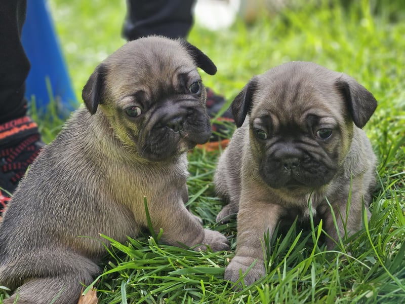 Traumhafte Französische Bulldoggen Welpen aus langjährig erfahrener Zucht