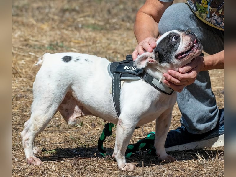 Balou – ein kleiner Clown