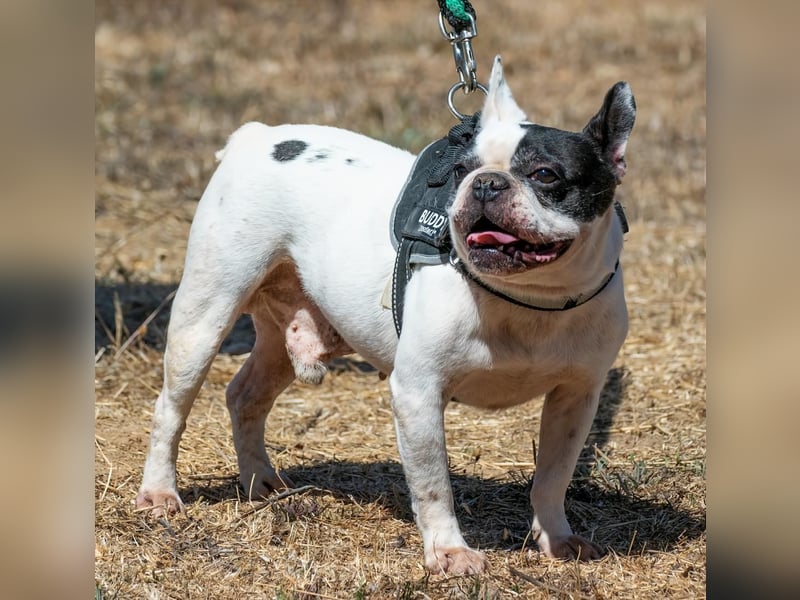 Balou – ein kleiner Clown