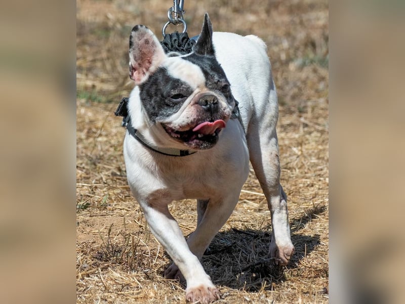 Balou – ein kleiner Clown