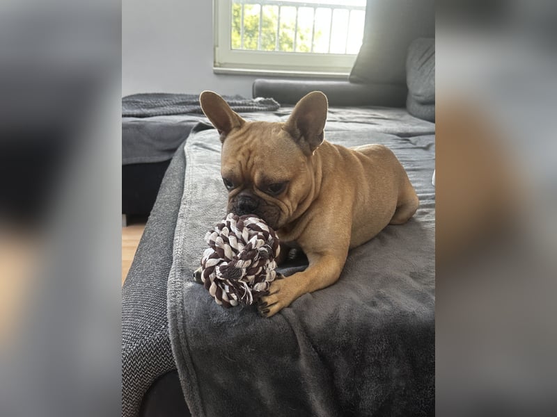 Verkauf Französische Bulldogge