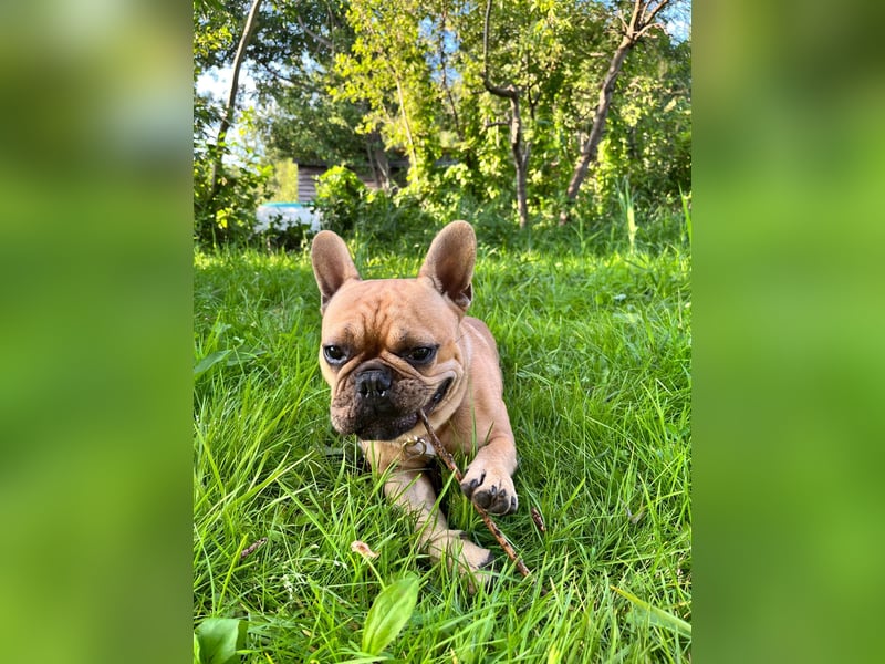 Verkauf Französische Bulldogge